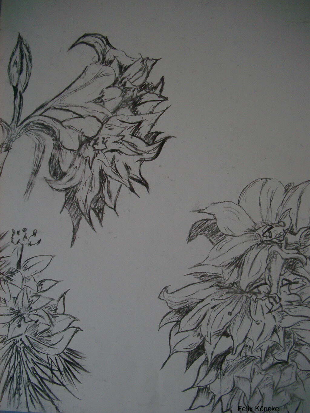 Blumen1